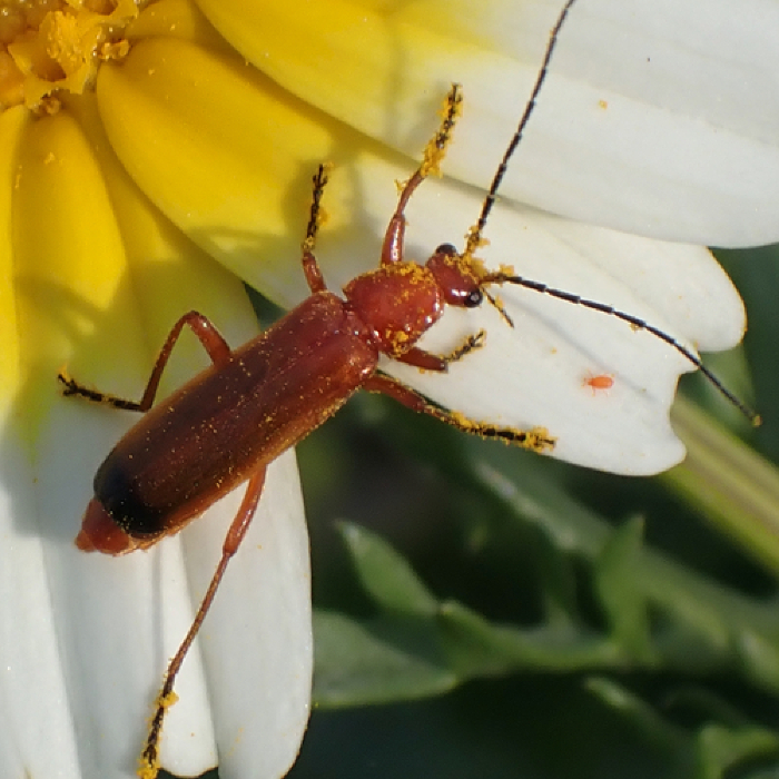Fonte: Susanne Vogel. (3 de fevereiro de 2024). Recuperado de https://www.inaturalist.org/photos/349446188