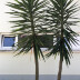 <em>Yucca gloriosa </em>L.