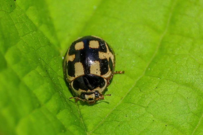 Fonte: Dorine Post. (5 de abril de 2025). Recuperado de https://www.inaturalist.org/photos/483368563