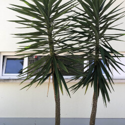 <em>Yucca gloriosa </em>L.