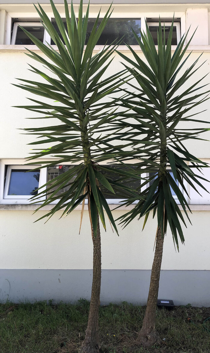 <em>Yucca gloriosa </em>L.
