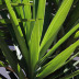 <em>Yucca gloriosa </em>L.