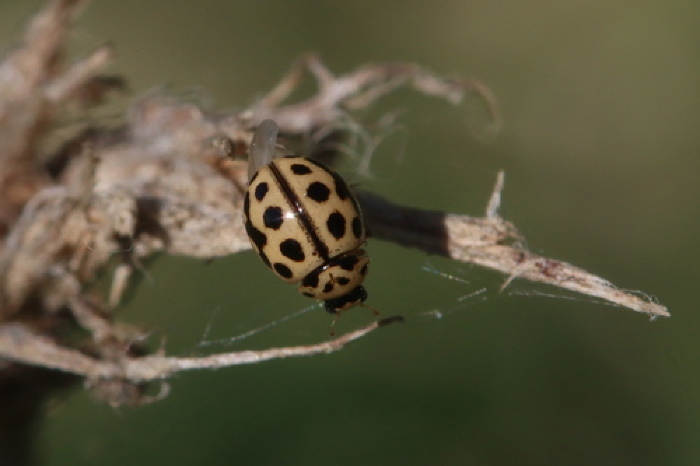 Fonte: Siegfried Rudolf. (12 de abril de 2025). Recuperado de https://www.inaturalist.org/photos/547877851
