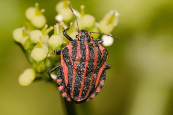 Fonte: Dromensis. (1 de abril de 2025). Recuperado de https://www.inaturalist.org/photos/481837498