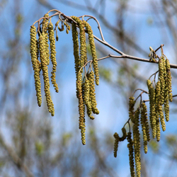 Em floração (amentilhos masculinos)
