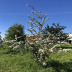 Pormenor das flores
