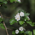 Pormenor das flores