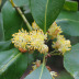 Pormenor das flores e folha