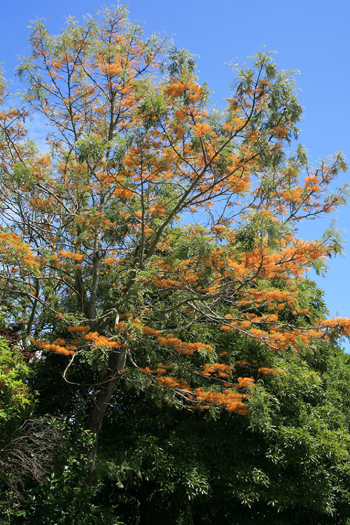 <em>Grevillea robusta </em>A.Cunn. ex R.Br.