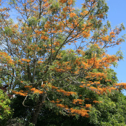 <em>Grevillea robusta </em>A.Cunn. ex R.Br.