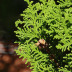 <em>Platycladus orientalis </em>(L.) Franco