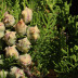 <em>Platycladus orientalis </em>(L.) Franco