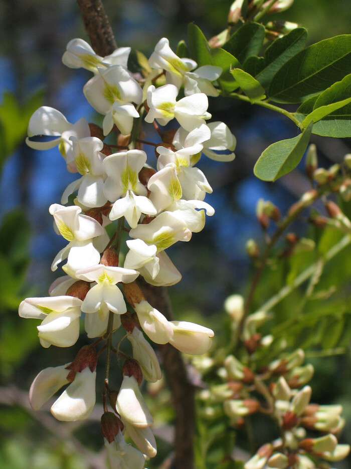 Pormenor das flores