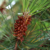 <em>Pinus pinea</em> L.