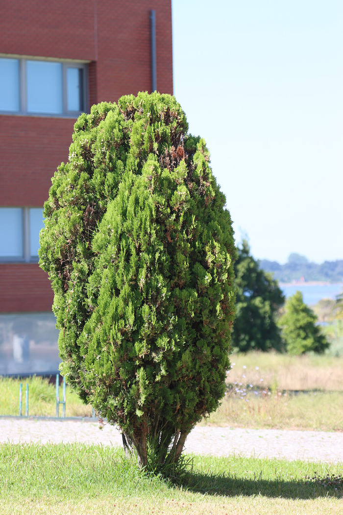 <em>Platycladus orientalis </em>(L.) Franco