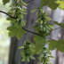 <em>Acer pseudoplatanus</em> L.