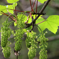 <em>Acer pseudoplatanus</em> L.