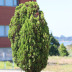 <em>Platycladus orientalis </em>(L.) Franco