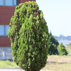 <em>Platycladus orientalis </em>(L.) Franco