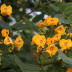 Em floração (Flores e folhas)