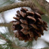 <em>Pinus pinea</em> L.