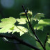 <em>Acer pseudoplatanus</em> L.