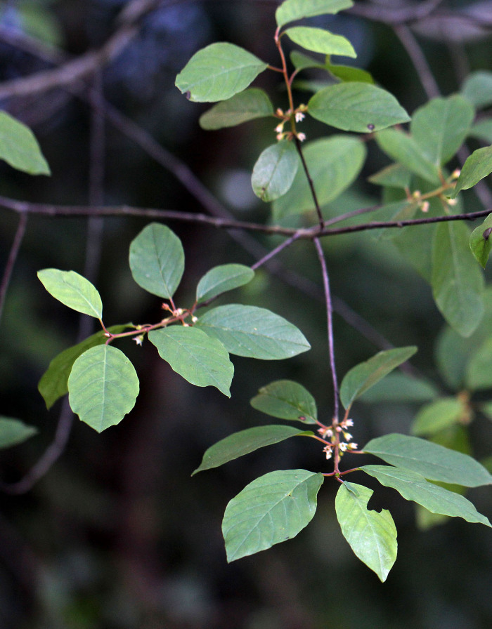 Exemplar em floração