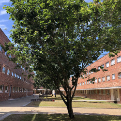 <em>Acer platanoides</em> L.