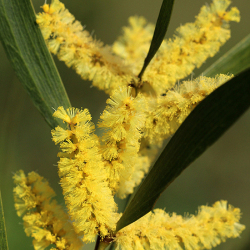Pormenor da inflorescência