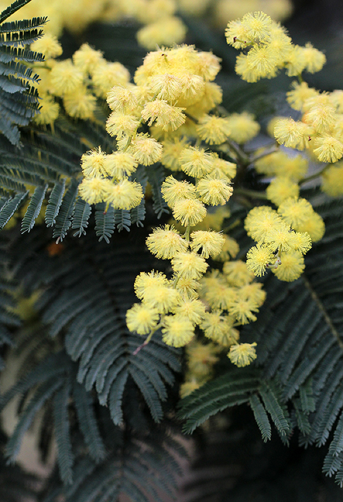 Floração