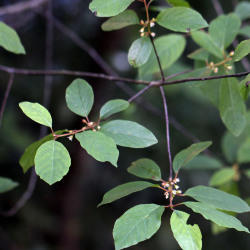 Exemplar em floração