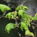 Pormenor das flores