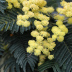 Floração