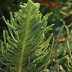 <em>Araucaria heterophylla</em> (Salisb.) Franco