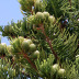 <em>Araucaria heterophylla</em> (Salisb.) Franco