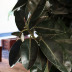 <em>Ficus elastica</em> Roxb. ex Hornem.