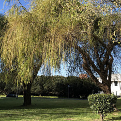 <em>Salix babylonica</em> L.