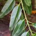 <em>Ficus elastica</em> Roxb. ex Hornem.