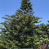<em>Araucaria heterophylla</em> (Salisb.) Franco