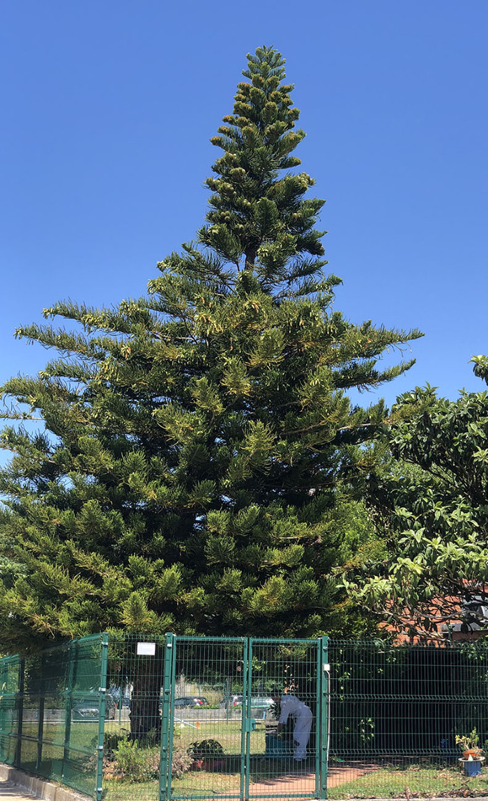 <em>Araucaria heterophylla</em> (Salisb.) Franco