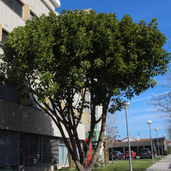 <em>Ficus elastica</em> Roxb. ex Hornem.