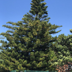 <em>Araucaria heterophylla</em> (Salisb.) Franco