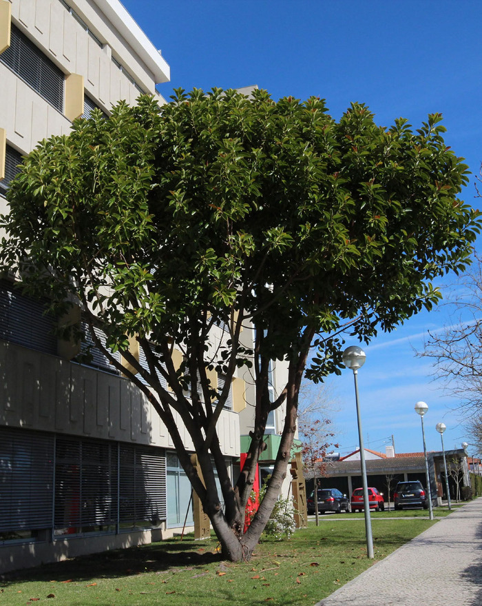 <em>Ficus elastica</em> Roxb. ex Hornem.