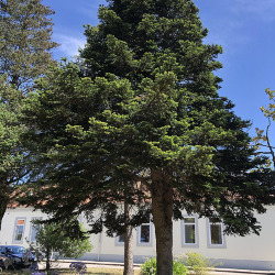 <em>Abies alba </em>Mill.