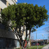 <em>Ficus elastica</em> Roxb. ex Hornem.