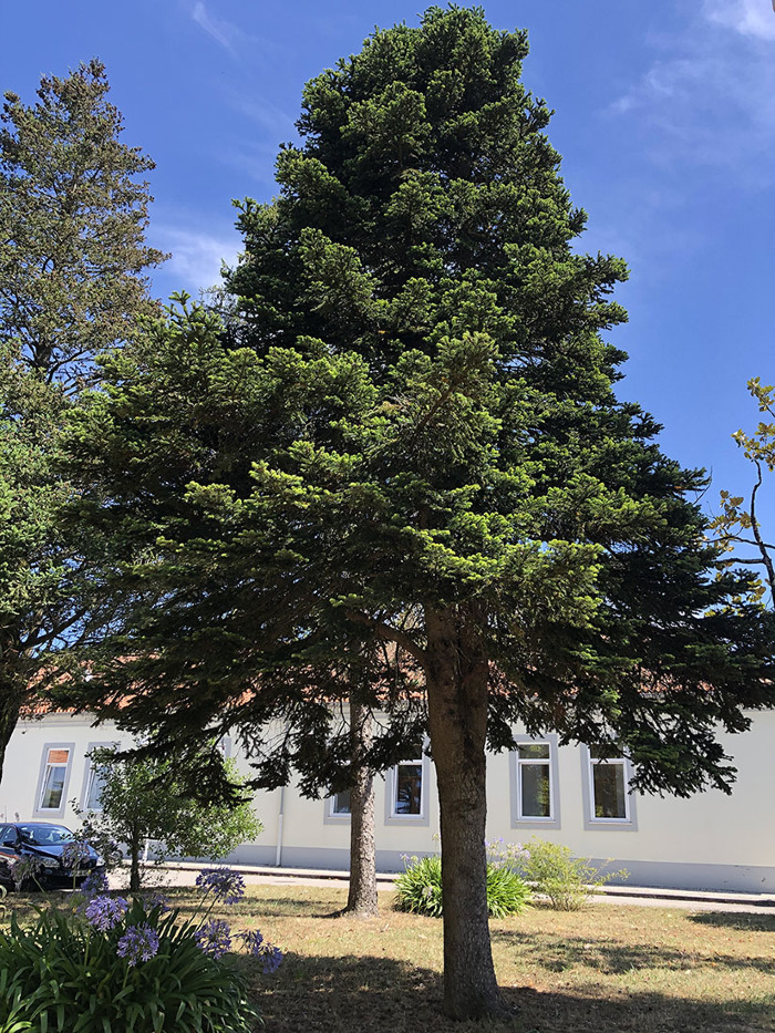 <em>Abies alba </em>Mill.